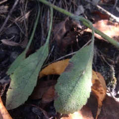 Heterotheca inuloides