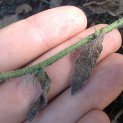 Heterotheca inuloides