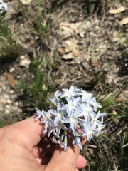 Amsonia ciliata texana