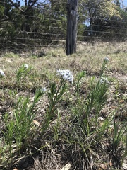 Amsonia ciliata texana