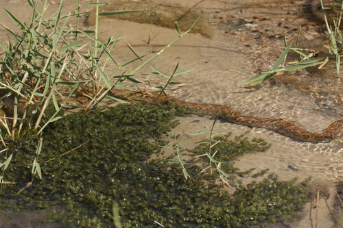 Viperine Snake