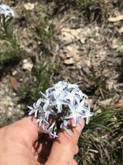 Amsonia ciliata texana