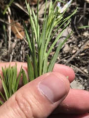 Amsonia ciliata texana