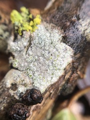 Lecanora albella