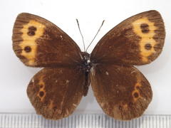 Erebia niphonica