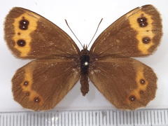 Erebia niphonica