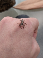 Platycryptus undatus