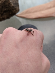 Platycryptus undatus