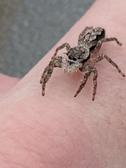 Platycryptus undatus