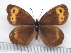 Erebia niphonica
