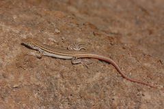 Acanthodactylus boskianus asper