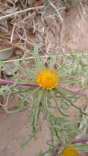 Asteriscus graveolens image