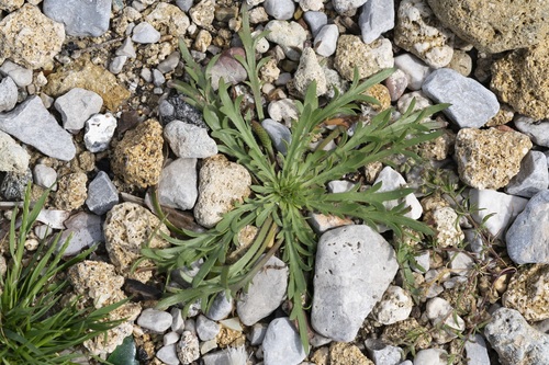 Image of Plantago weldenii by (c) Eleftherios Katsillis, some rights reserved (CC BY)