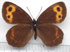 Erebia niphonica