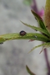 Brachycaudus schwartzi