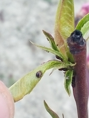 Brachycaudus schwartzi