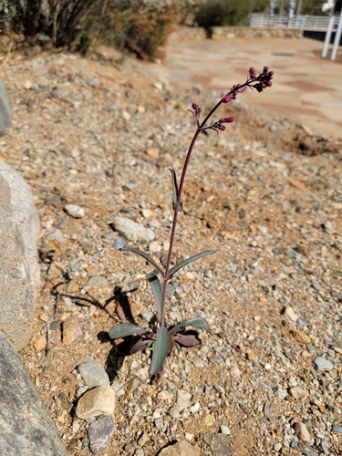 Penstemon parryi