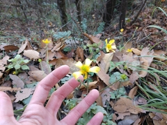 Ranunculus sierrae-orientalis