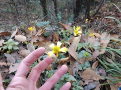 Ranunculus sierrae-orientalis