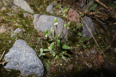 Plagiobothrys myosotoides