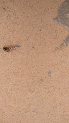 Cataglyphis bombycina