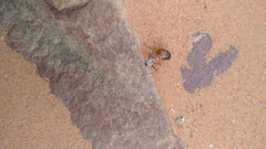 Cataglyphis bombycina