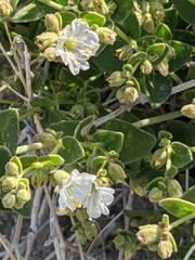 Mirabilis tenuiloba