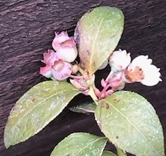 Magnoliopsida
