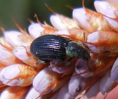 Phyllobius viridicollis