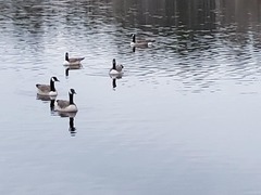 Branta canadensis