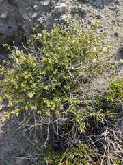Mirabilis tenuiloba