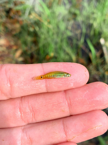 Pygmy killifish (Leptolucania ommata) — Fundulidae — 3