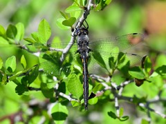 Epitheca petechialis