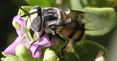 Copestylum fornax