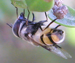 Copestylum fornax