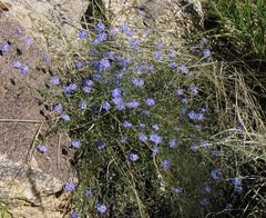 Evolvulus arizonicus