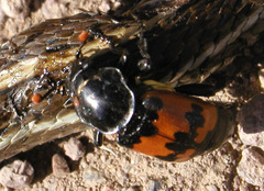 Nicrophorus guttula