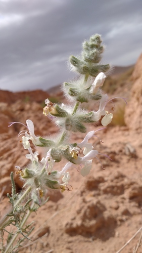 Salvia pseudojaminiana
