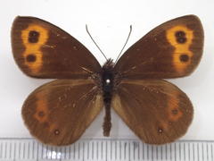 Erebia niphonica