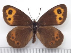Erebia niphonica