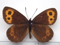 Erebia niphonica