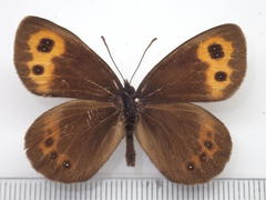 Erebia niphonica