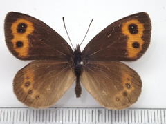 Erebia niphonica