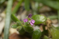 Silene sedoides