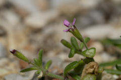 Silene sedoides