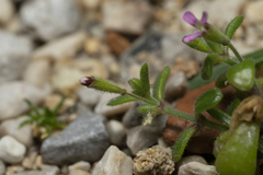 Silene sedoides