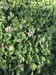 Trifolium repens