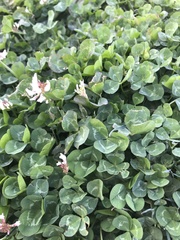 Trifolium repens