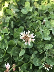 Trifolium repens