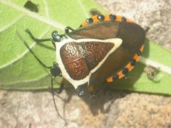 Ramosiana insignis